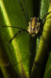 Foto: Weberknecht Weberknecht