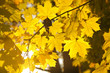 Late autumn