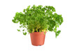 Parsley tree