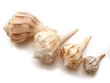 Seashells lightning whelks