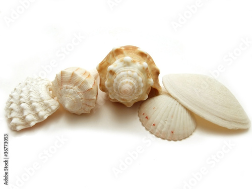 Photo: Seashell collection from Florida Seashell collection from Florida