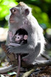 Sweet Little Monkeys - The Everyday Life
