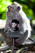 Sweet Little Monkeys - The Everyday Life