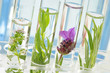 Recherche - Pharmacie  & Phytothérapie