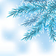 Blue spruce branch