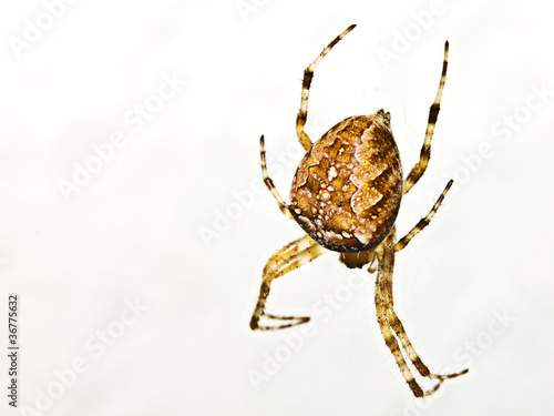 Foto: Gartenkreuzspinne Gartenkreuzspinne