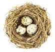 bird's nest
