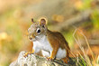 Photo: Cute red squirrel closeup Cute red squirrel closeup
