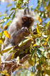 Young monkey sitting in a tree