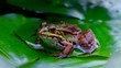 Frogs in Portrait Clips