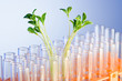 Experiment with green seedlings in the lab Experiment with green seedlings in the lab