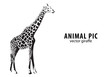 Vektor: Vector giraffe Vector giraffe