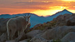 Glorious Mountain Goat Sunset