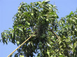 Reaping mangoes from the tree, Alphonso mango