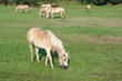 Grazing Horses Grazing Horses