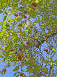 Tree of Kokam Fruit, Garcinia indica, India