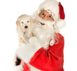 Photo: Christmas puppy Christmas puppy