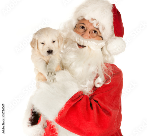 Foto: Christmas puppy Christmas puppy