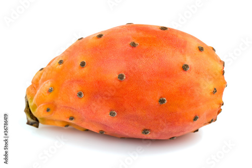 Photo: Opuntia ficus-indica Opuntia ficus-indica