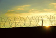 barbed wire