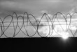 barbed wire