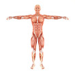 Man muscles anatomy system isolated on white background