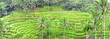 panorama of Tegalalang rice field terraces, Bali, Indonesia