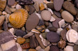 Seashell on the stones Seashell on the stones