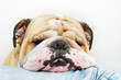 Bulldog head on jeans