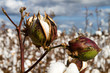 Cotton Bolls