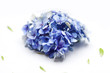 ortensia blu