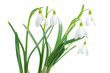 Snowdrops (Galanthus nivalis) on white background