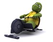 tortoise training on a rowing machine