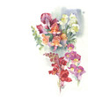 Antirrhinum flowers
