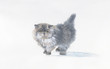 Watercolor Animal Collection: Cat
