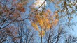 Video: Yellow trees on a blue sky Yellow trees on a blue sky