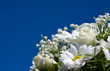 Daisies and roses against the sky