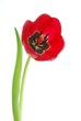 canvas print picture - tulip