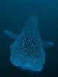 Photo: Whale Shark - Rhincodon typus Whale Shark - Rhincodon typus