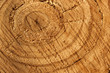 Photo: Oak tree texture Oak tree texture