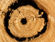 Photo: Oak tree texture hole Oak tree texture hole