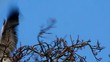 Herons Miniclips