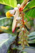 Alpinia Zerumbet Flower