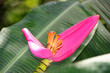 Beautiful Musa Flower