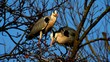 Herons Miniclips with Chicks