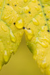 Macro Yellow Vine Maple with Raindrops