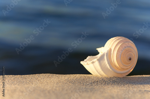 Foto: Sommerabend am Meer, Strandgut, Tonna Allium Sommerabend am Meer, Strandgut, Tonna Allium