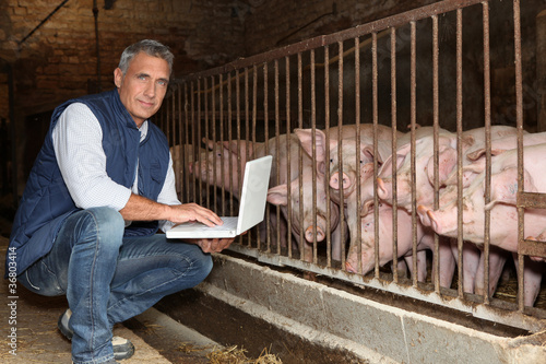 Photo: 50 years old breeder with a laptop in front of pigs 50 years old breeder with a laptop in front of pigs