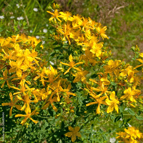Photo: Johanniskraut - Hypericum perforatum Johanniskraut - Hypericum perforatum