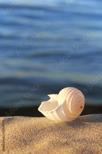 Foto: Urlaubsträume, Strandgut, Meeresschnecke Urlaubsträume, Strandgut, Meeresschnecke